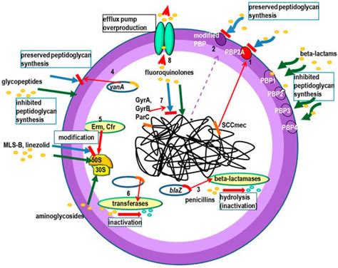 Molecular Mechanisms Of Drug Resistance In Staphylococcus Aureus