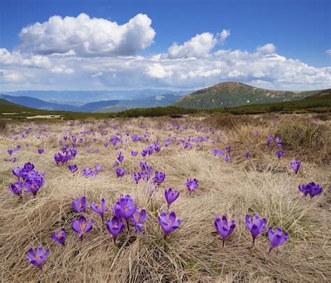 Premium Photo | Spring flowers in the mountains