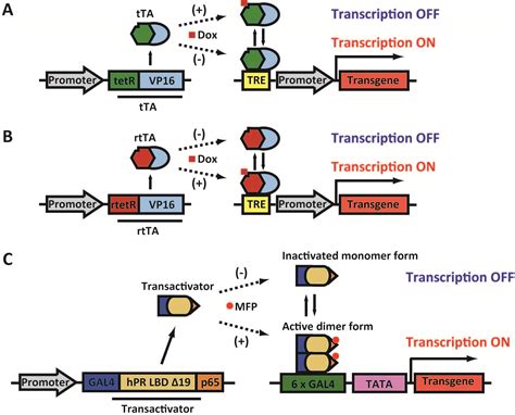 Gene Regulatable Lentiviral Vector System IntechOpen