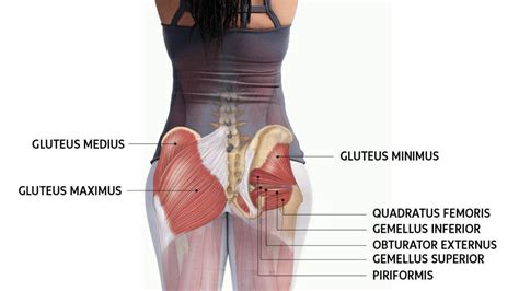 Gluteal Muscles Diagram