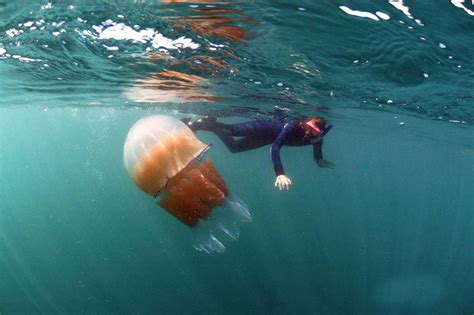 La Medusa M S Gigante Del Mundo Spanish China Org Cn