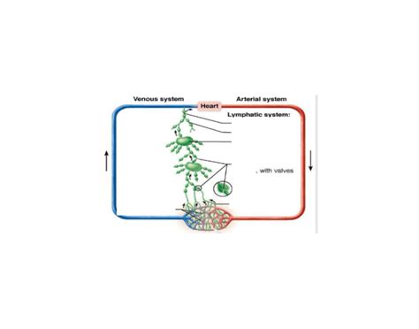 Lymphatic Circulation Quiz