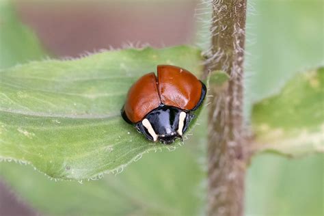 LeConte S Giant Lady Beetle Anatis Lecontei Workman Cree Flickr