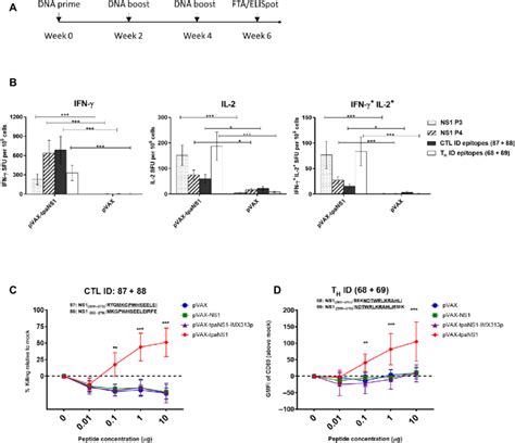 Functional Confirmation Of ZIKV NS1 Specific CTL And T H Epitopes A