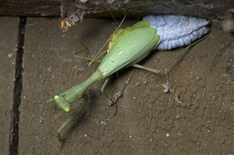 Praying Mantis Egg Sack Hatching