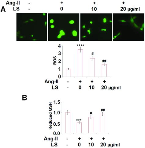 Loxoprofen Sodium Prevented Ang Ii Induced Oxidative Stress In Human