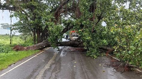 Rain Update भायखळ्यात मध्यरात्री अंगावर झाड कोसळून तीन जखमी तर एक ठार