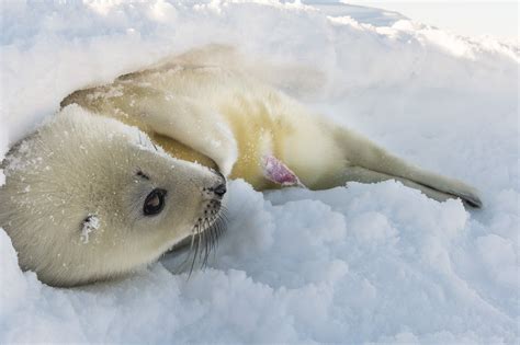 Il Mondo Della Foca Dalla Sella National Geographic