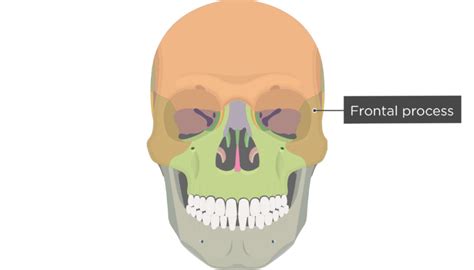 Zygomatic Process