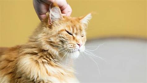 Cat Feeding Advice And Top Tips Purina Uk