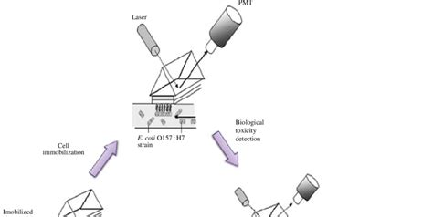 Schematic Description Of Cell Immobilization For Cell Chip And