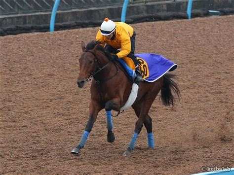 ホウオウビスケッツ Ho O Biscuits 競走馬データベース 競馬ラボ