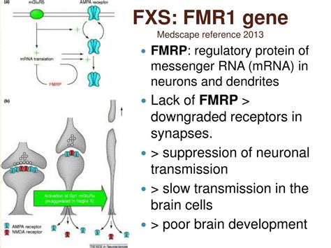 Ppt Fragile X Syndrome Some Recent Advances Powerpoint Presentation