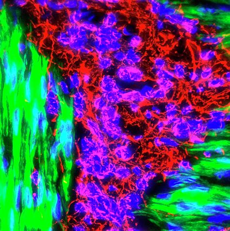 Auerbachs Plexus Photograph By R Bick B Poindexter Ut Medical