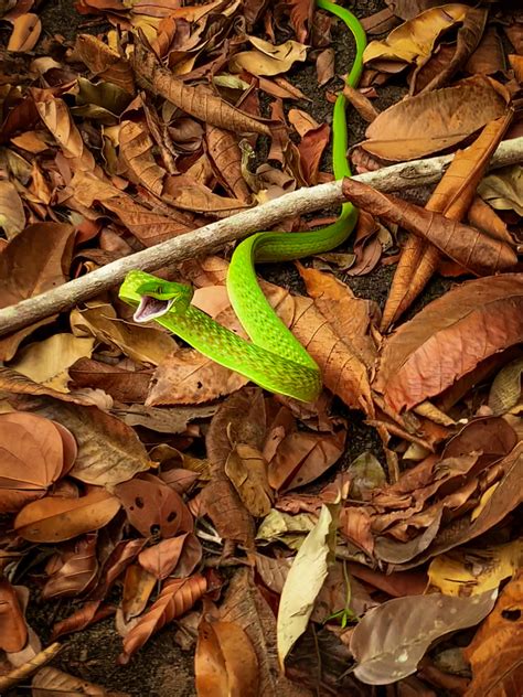 Green Vine Snake From Parque Ambiental Da Reserva Do Itapirac S O