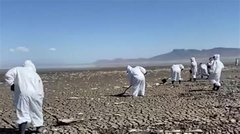 Recogen Toneladas De Peces Muertos En La Laguna De Bustillos Grupo