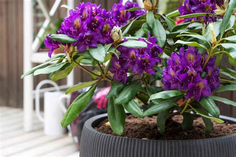 Rhododendron En Pot Culture Et Entretien