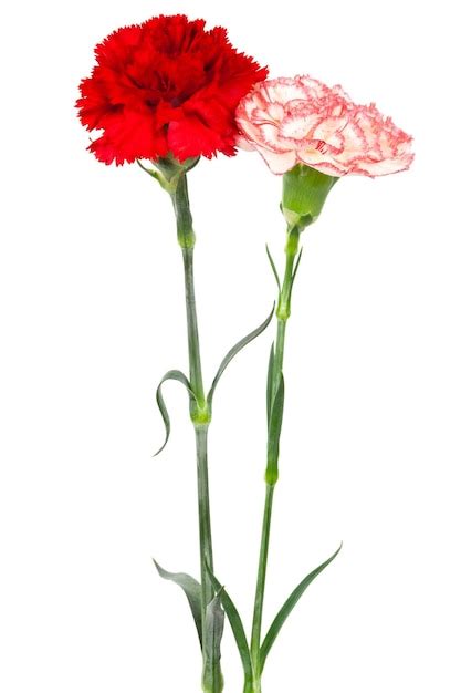 Premium Photo Red And White Carnations