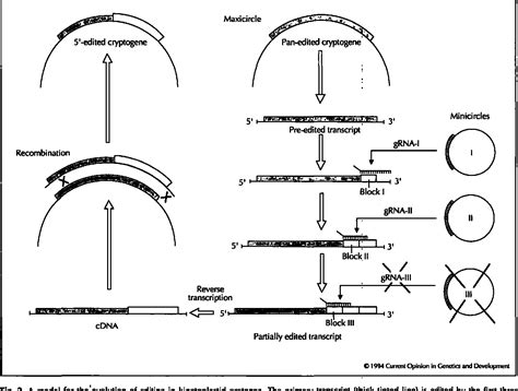 Figure From Ancient Origin Of Rna Editing In Kinetoplastid Protozoa