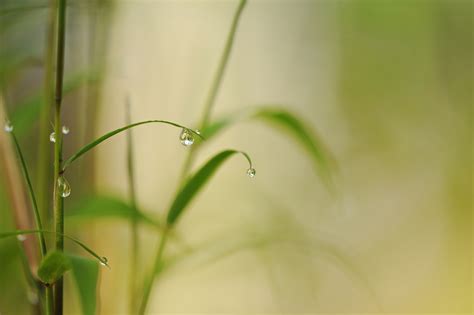 Free Images Water Nature Branch Dew Meadow Sunlight Leaf