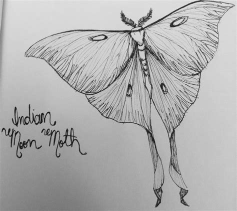 Moon Moth Drawing Np