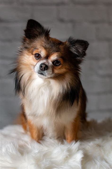 Cute Brown Chihuahuas