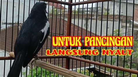 Suara Kacer Ngeplong Terapi Untuk Pancingan Kacer Bahan Agar Cepat