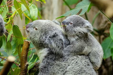 Grey and White Koala Bear · Free Stock Photo