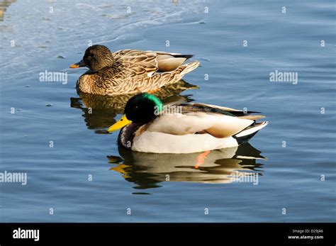 Black And White Ducks Hi Res Stock Photography And Images Alamy