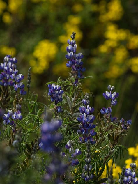 Lupinus Mutabilis Flor Lupino Andino O Soja Andina Es Un Leguminoso De