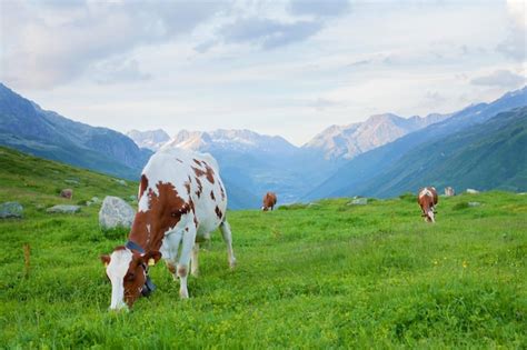 Premium Photo Cows In Pasture On Alpine Meadow