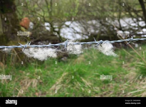 Sheep Fleece Stuck On Barbed Wire Stock Photo Alamy
