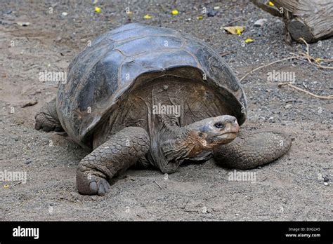 Tortue G Ante Des Galapagos Les Les Galapagos Sous Esp Ce De L Le