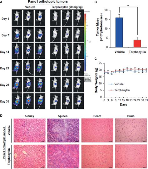 Frontiers Terphenyllin Suppresses Orthotopic Pancreatic Tumor Growth