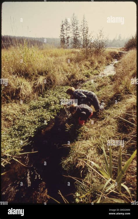 Woman And Her Two Young Sons Pick Wild Watercress And Watch A Fall Run