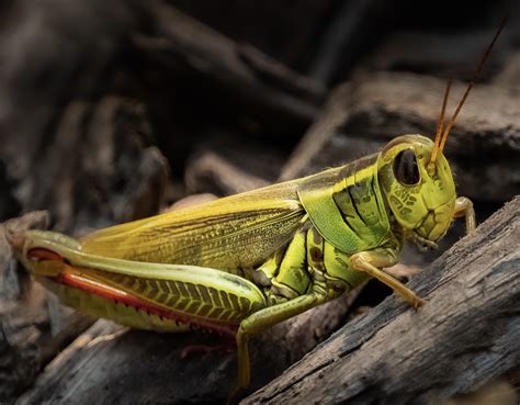 7 Grasshopper Species Found In British Columbia Bird Watching Hq