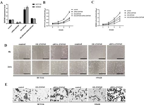 Znf549 Negative Regulate Cell Proliferation And Invasion In Coad Hct116