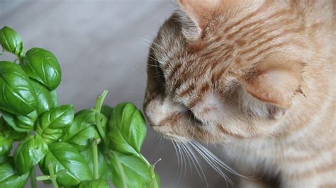 Piante Velenose Per Gatti Quali Evitare Petsblog