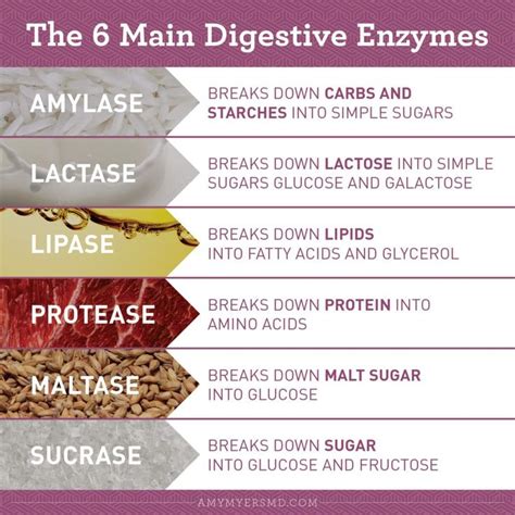 Benefits Of Digestive Enzymes For Gut Health Human Digestive System