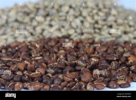 Coffee Beans Ethiopia Yirgacheffe Roasted Coffea Arabica Stock Photo