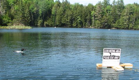 It’s Loon Nesting Time | Vermont Center for Ecostudies