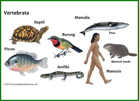 Detail Contoh Hewan Invertebrata Dan Vertebrata Koleksi Nomer