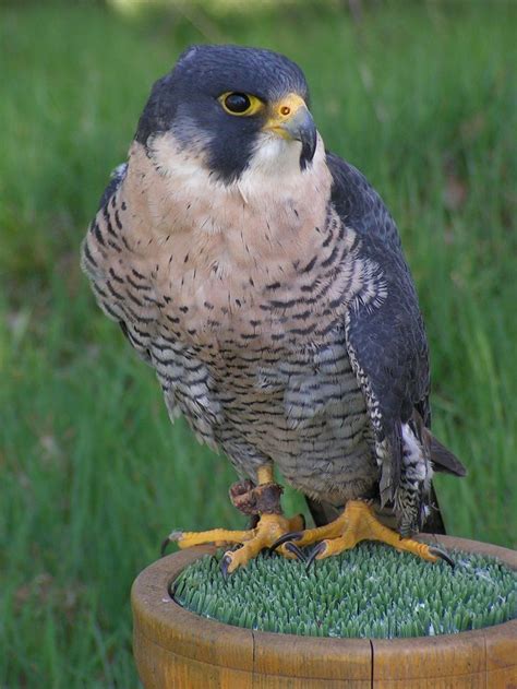 Peregrine Falcon Speed | A Birds Delight | Peregrine falcon, Peregrine ...