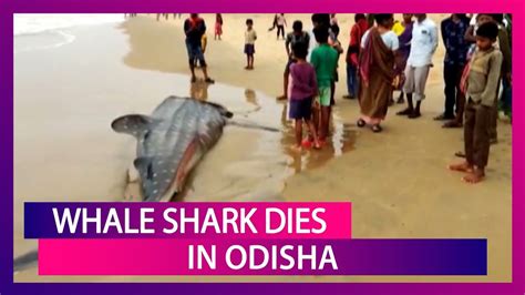 Whale Shark Washed Ashore The Coast Of Sonapur Beach In Odisha Dies