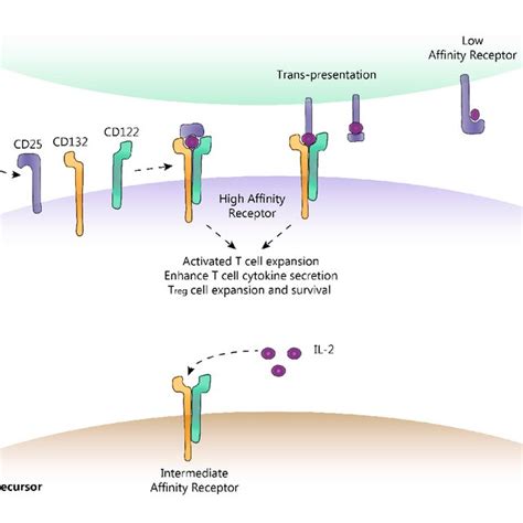 Il 2 Receptor Il 2r Subunits A Cd25 α Subunit Is The Download Scientific Diagram