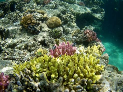 Coral Reef With Tropical Fish Marsa Alam Egypt Stock Photo Image Of