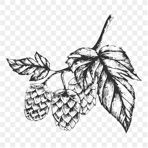 Hops Png Hand Drawn Plant Premium PNG Rawpixel