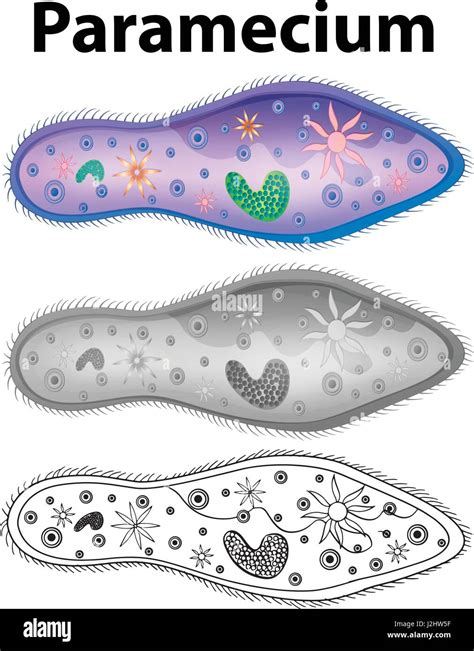 Das Diagramm Zeigt Paramecium In Drei Designs Abbildung Stock