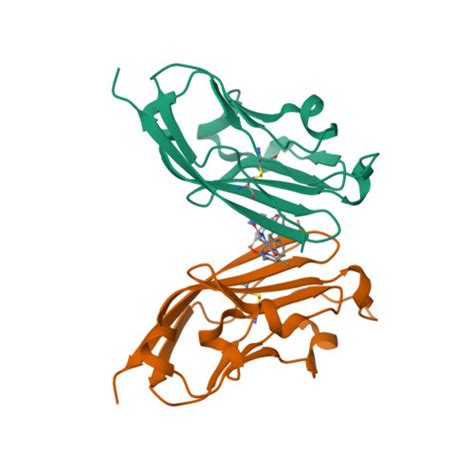 Rcsb Pdb 8k5n Discovery Of Novel Pd L1 Inhibitors That Induce