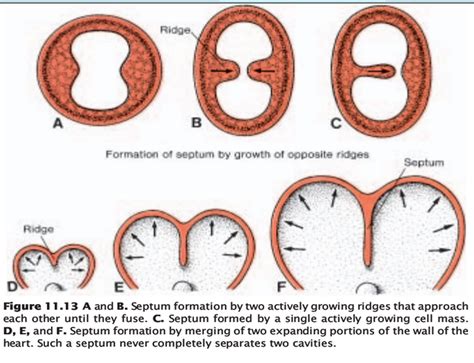 Mbbs Medicine Humanity First Cardiovascular Embryology